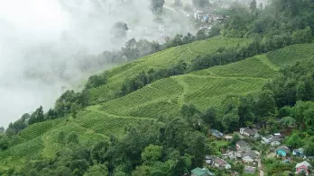 Darjeeling.png_1689773164.png