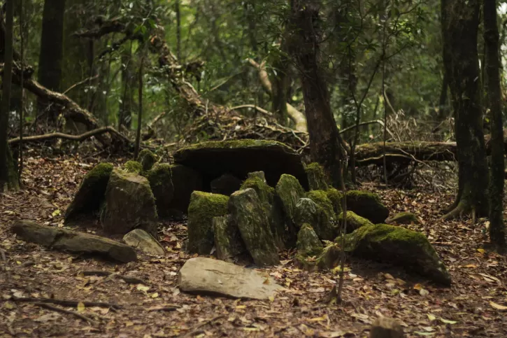 MawphlangSacredForest.png_1693486433.png