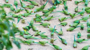 parrotisland.png_1690800752.png